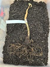 Tetrapanax papyrifer Rex, rice