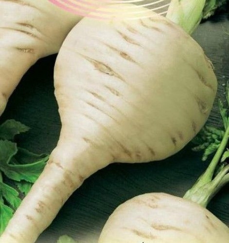 Russian parsnip seeds - russian,