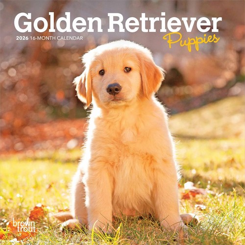Golden retriever puppies - retriever, mini