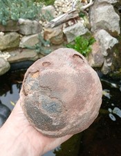 Fossil Crinoid Float Bulb~Devonian Age Morocco~Lobolith Scyphocrinites 