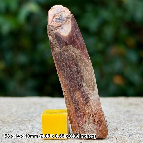 Rebbachisaurus tooth fossil - rebbachisaurus,