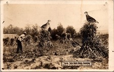 RPPC Tall Tale Postcard Giant Quail Hunting by Oscar Erickson 1909