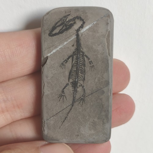 Keichousaurus skeleton fossil - keichousaurus,