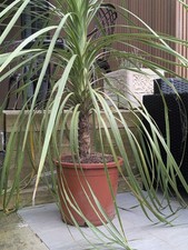 Large 6ft  (inc. pot)  Garden Palm Tree Cordyline australis 30L