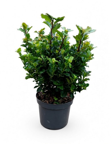 Ilex meserveae little rascal - meserveae, "little