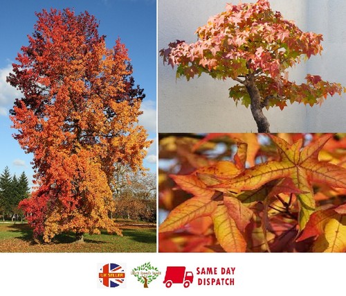 Chinese sweet gum liquidambar - sweet,