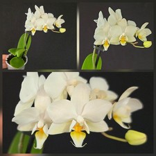 Mini Phalaenopsis "White" 1