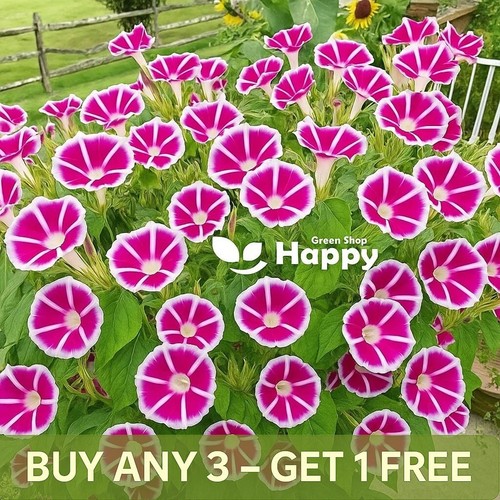 Morning glory ipomoea - -,