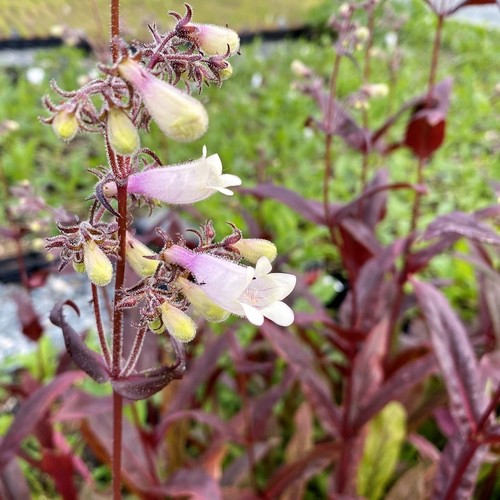 Penstemon huskers red 9cm - 'huskers,