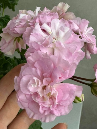 Shik frivolite pelargonium - pelargonium, |