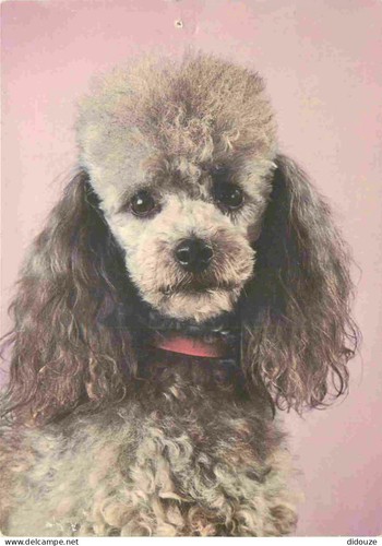 Postcard animals dogs - -,