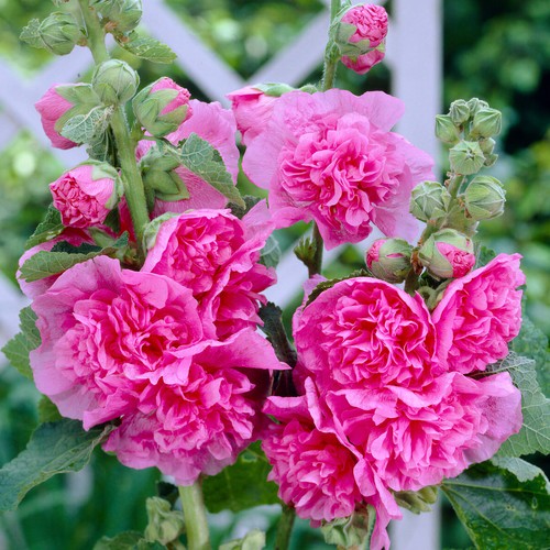 Alcea double rose pink - double,