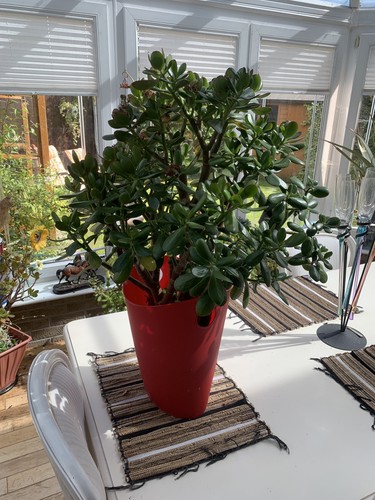 Giant lucky money - money, plant