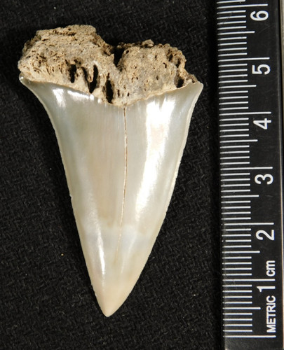 Larger ancestral great white - larger!,
