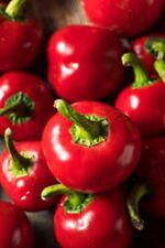 Cherry Bomb Chilli Hot Pepper Seeds