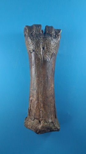 Fossilised bison bone - fossilised,