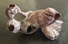 Natural Barnacle Cluster -