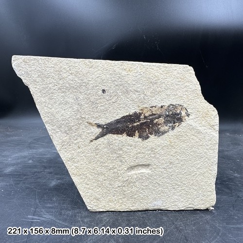 Fossilised diplomystus fossil
