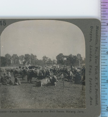Javanese cattle bull races - cattle,