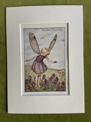 Wild thyme flower - thyme’,