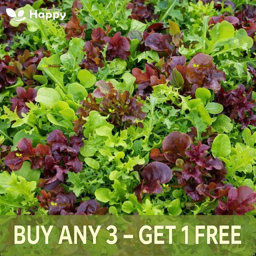 Lettuce mix seeds 500 - lettuce,