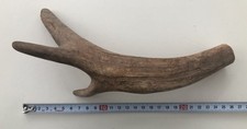 Red deer antler, 3 point