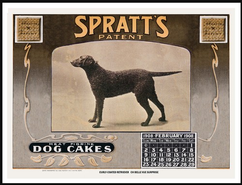 Curly coated retriever - curly,