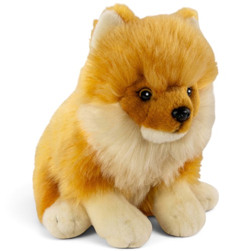 Carl dick pomeranian - carl,