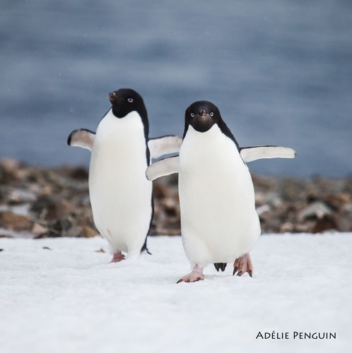 Adelie penguins animal sound - animal,