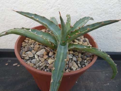 Agave univittata shown in - agave,