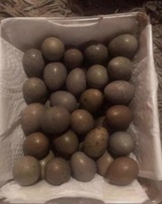 Button Quail Eggs ( Eating