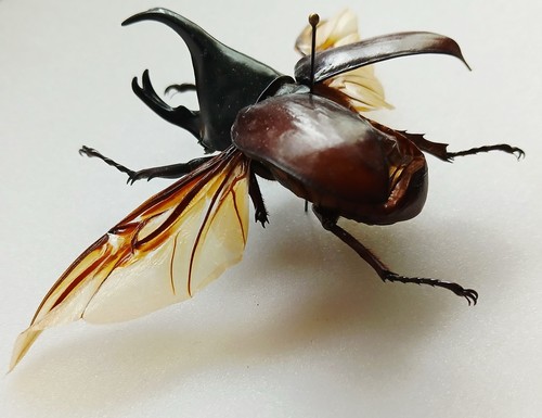 Xylotrupes gideon brown - xylotrupes,