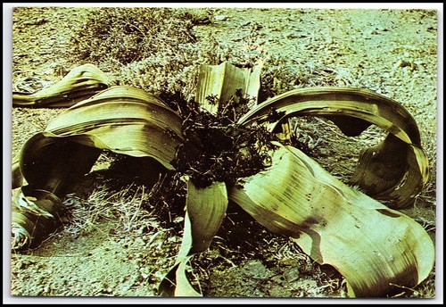 Vtg chrome postcard - vtg,