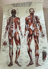 2006 Medical School Anatomy