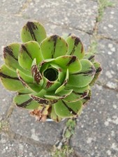 Aeonium Chanel Garnet White