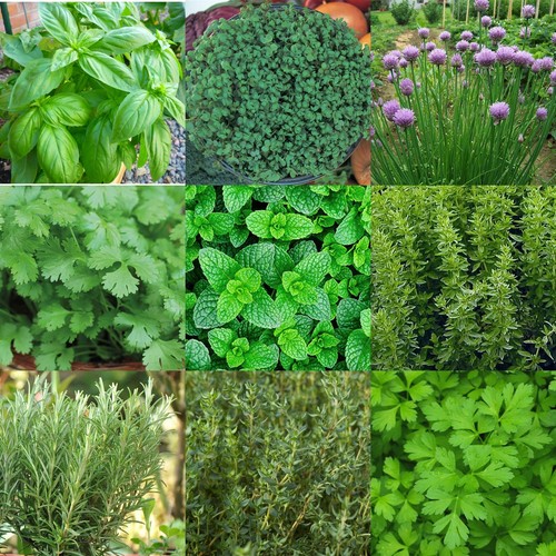 Kitchen herb seed pack - kitchen,