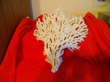 Large Hyacinth Table Coral