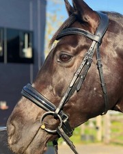 Shimmer Leather Dressage Horse