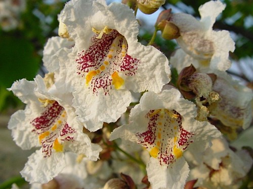 Indian bean tree - indian, tree,