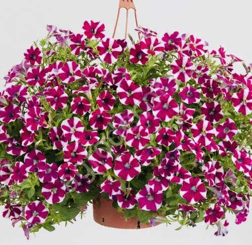Petunia trailing 10 - f1,