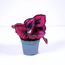 Begonia rex Red Heart 6cm Live Tropical Terrarium Plant Easy colourful houseplan