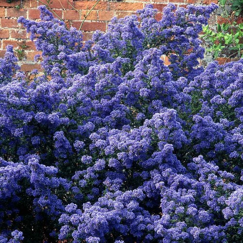 Ceanothus puget blue long - ceanothus,