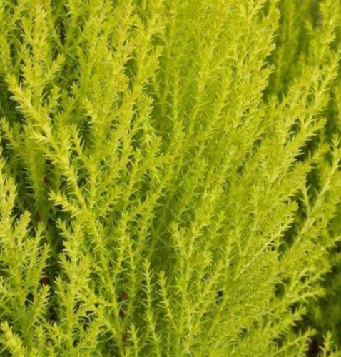 Goldcrest conifer evergreen - goldcrest,