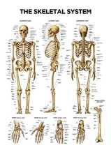 Skeletal system poster human - skeletal,
