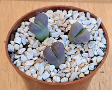 Lithops optica cv rubra 3 plants - living stones - succulent plant