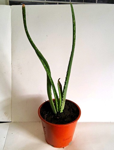 Aloe vera potted plant - aloe,