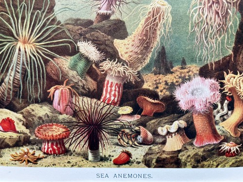 Antique chromolithograph - , of
