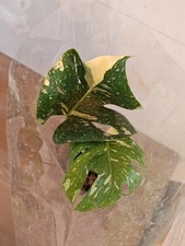 Monstera Thai Constellation