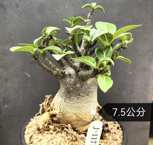 5cm rarelive house - rarelive, plant