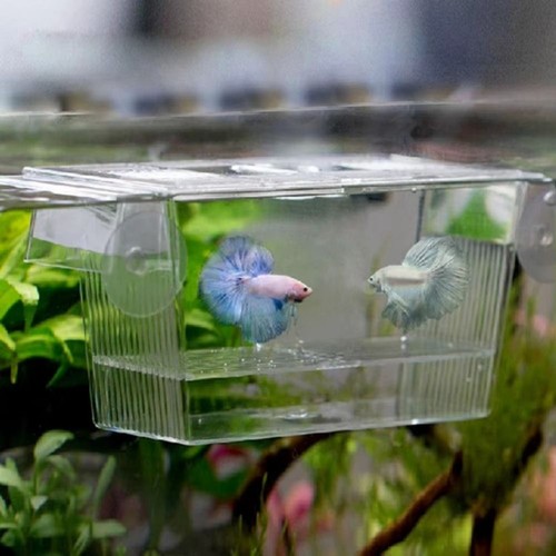 Aquarium fish tank breeding - tank,
